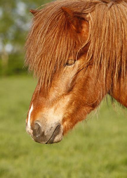 Fjandi von Heidmoor e.jpg